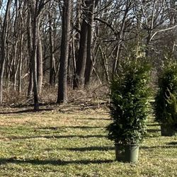 George's Market - New trees from George's