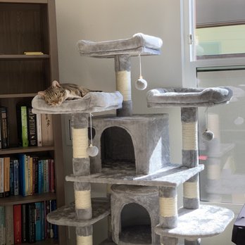 Melrose Humane Society - My castle at new home! - Pet Adoption Near Me Melrose Humane Society - My castle at new home! - Pet Adoption Near Me