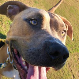 A very happy Bruno right after his 3rd session with Dan and his beautiful dogs!