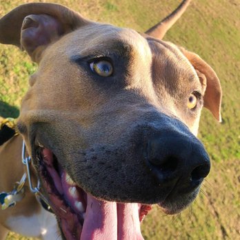 OCK-9Services - A very happy Bruno right after his 3rd session with Dan and his beautiful dogs! - Pet Training Near Me - Santa Ana, California