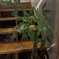Country Plants - Money Tree for all that financial abundance I'm calling in