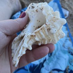 Canaveral National Seashore Park - Our first find minutes after being on the beach.