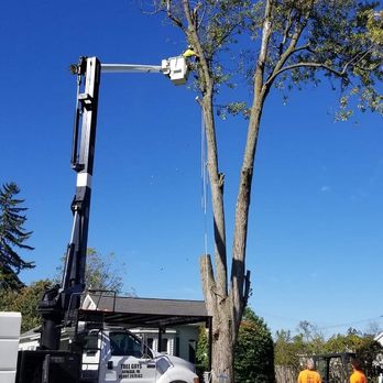 The Tree Guys - Tree Services Near Me - Armada, Michigan The Tree Guys - Tree Services Near Me - Armada, Michigan