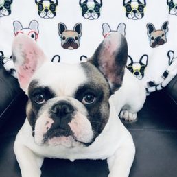 Charlie the Frenchie Charlie the Frenchie