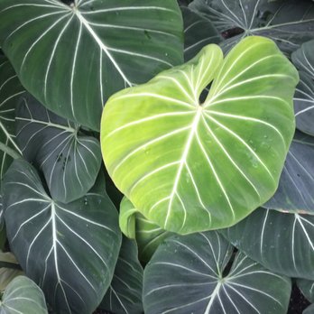 Volunteer Park Conservatory - Parks Near Me - Seattle, Washington