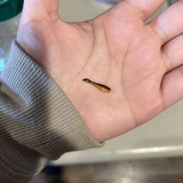 a hand with a tiny insect on it a hand with a tiny insect on it