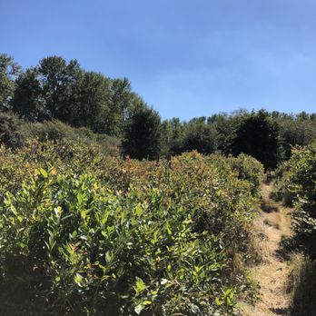 Charlotte's Blueberry Park - Blueberry bushes, walk alongside and sample the blueberries! - Pick Your Own Farms Near Me - Tacoma, Washington Charlotte's Blueberry Park - Blueberry bushes, walk alongside and sample the blueberries! - Pick Your Own Farms Near Me - Tacoma, Washington