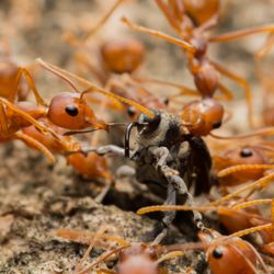 Mr Bugg's Pest Patrol