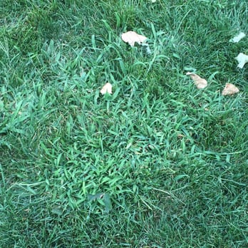 Premier Landscaping - 2 months after my fertilizers and crab grass treatment. Thanks Mike Kissel. - Snow Removal Near Me - Elkhart, Indiana Premier Landscaping - 2 months after my fertilizers and crab grass treatment. Thanks Mike Kissel. - Snow Removal Near Me - Elkhart, Indiana