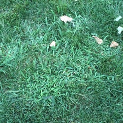 Premier Landscaping - 2 months after my fertilizers and crab grass treatment. Thanks Mike Kissel.