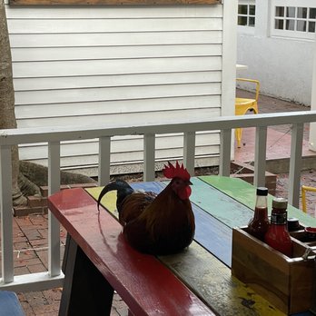 Cuban Coffee Queen - Don't mess with the chickens - Coffee & Tea Near Me - Key West, Florida Cuban Coffee Queen - Don't mess with the chickens - Coffee & Tea Near Me - Key West, Florida