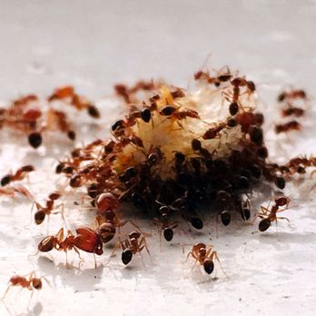Braeswood Pest Control - Pest Control Near Me Braeswood Pest Control - Pest Control Near Me