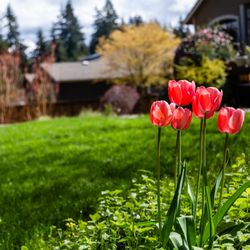 Eagle River Sprinkler Repair