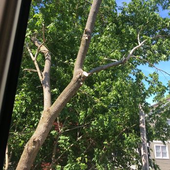 Roman Tree Services - After the expert branch removal. - Tree Services Near Me