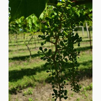 Flying Otter Vineyard & Winery - Music Venues Near Me - Adrian, Michigan