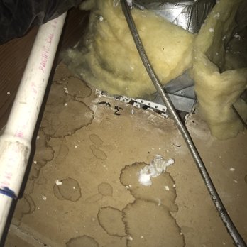 Rodents Stop - Rat feces after the second time in the attic around the vent - Pest Control Near Me - Van Nuys, California Rodents Stop - Rat feces after the second time in the attic around the vent - Pest Control Near Me - Van Nuys, California