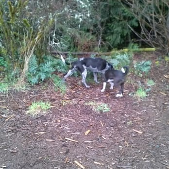 Beaver Lake Off Leash Park - In the wooded area - Dog Parks Near Me - Sammamish, Washington Beaver Lake Off Leash Park - In the wooded area - Dog Parks Near Me - Sammamish, Washington