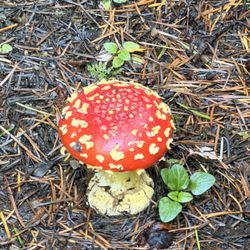 Redwood Forest Foundation