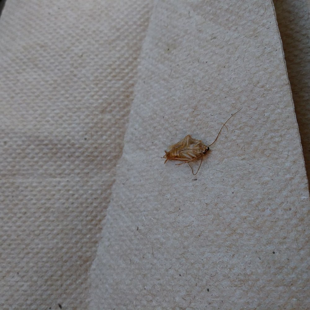 a bug on a piece of paper