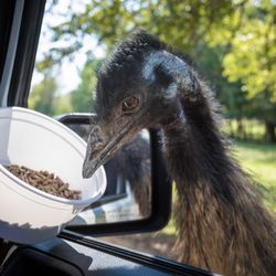 Alabama Safari Park - Give your feed bucket a shake and feed on of our emu.