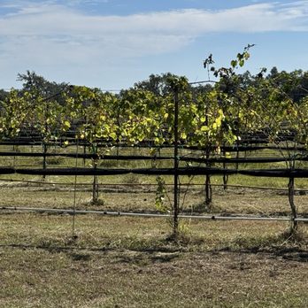 Solaro Estate - Vines - Wineries Near Me - Dripping Springs, Texas Solaro Estate - Vines - Wineries Near Me - Dripping Springs, Texas