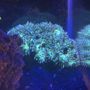 Vivid Aquariums