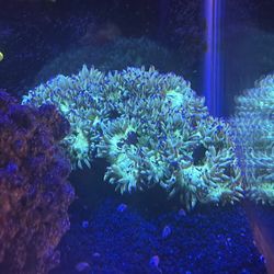 Vivid Aquariums - Australian Elegance Coral