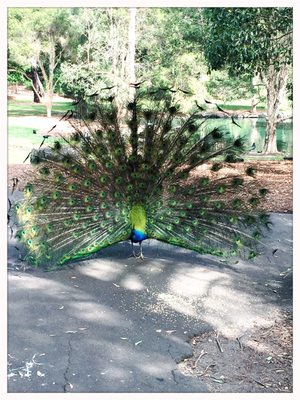 Auburn Botanic Gardens by null