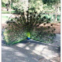 Auburn Botanic Gardens - The resident peacock