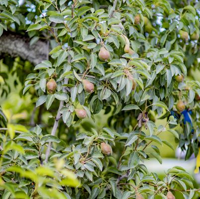 The Fruit Company - Factory Experience by null