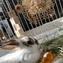 Photo of Bunny Bunch - Montclair