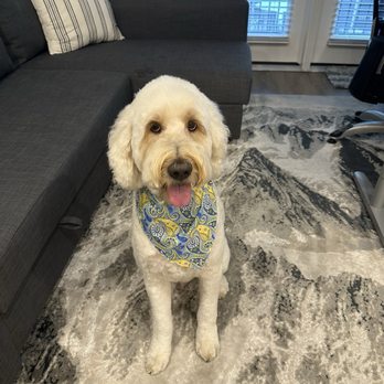 The Barker Shop - Highly recommend. - Pet Groomers Near Me - Jacksonville, Florida