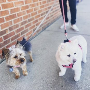 The Dog Stop - Deerfield - Pet Boarding Near Me - Deerfield, Illinois