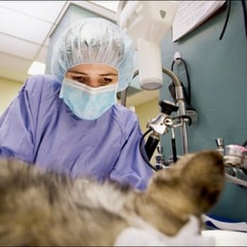 Hope Animal Clinic - Pet Groomers Near Me - Marble Falls, Texas Hope Animal Clinic - Pet Groomers Near Me - Marble Falls, Texas
