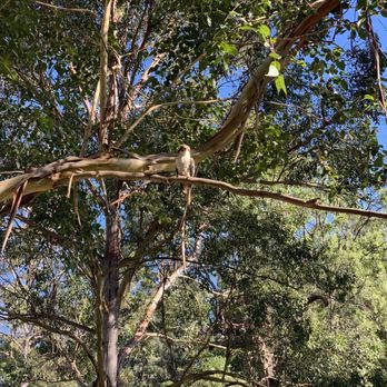 Blue Mountains Day Tours - Kookaburra - Tours Near Me - Glenbrook, NSW