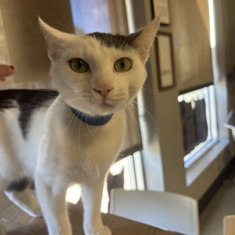 Orlando Cat Cafe - Animal Shelters Near Me - Clermont, Florida