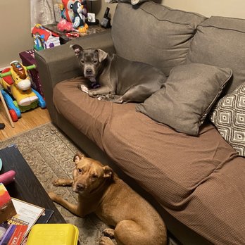Big Daddy Doggie Daycare - Pet Boarding Near Me - Malden, Massachusetts