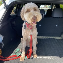 Murphy's haircut today. Murphy's haircut today.