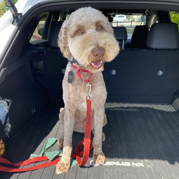 iPet Grooming - Murphy's haircut today. - Pet Groomers Near Me - San Dimas, California iPet Grooming - Murphy's haircut today. - Pet Groomers Near Me - San Dimas, California