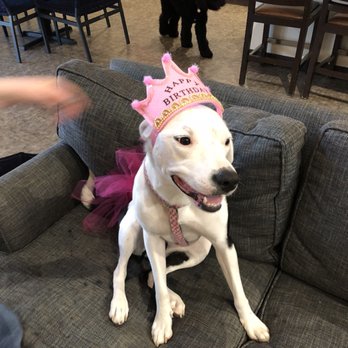 OC Dog Party - Pet Services Near Me OC Dog Party - Pet Services Near Me