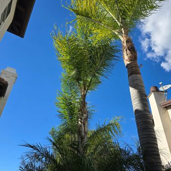 Flawless Tree Care - Tree Services Near Me