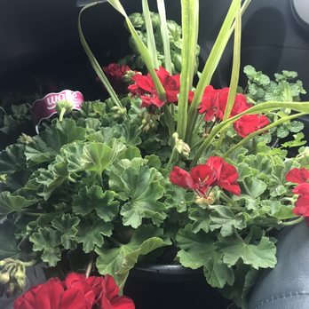 Value Plants - Nurseries & Gardening Near Me - Eureka, Missouri Value Plants - Nurseries & Gardening Near Me - Eureka, Missouri