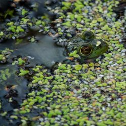 Spicer Lake Nature Preserve