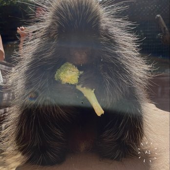 Wildlife Learning Center - Feeding porcupine with broccoli - Zoos Near Me - Sylmar, California Wildlife Learning Center - Feeding porcupine with broccoli - Zoos Near Me - Sylmar, California