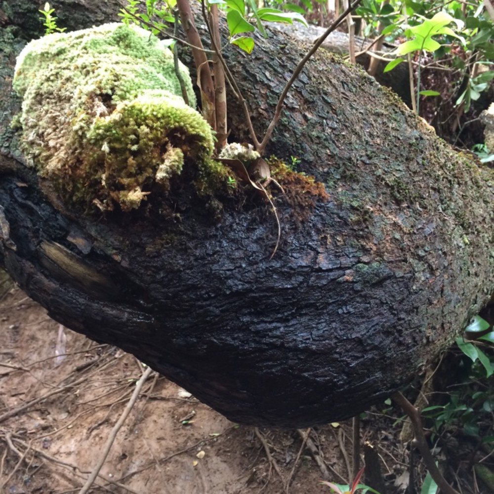 Lulumahu Falls - So many interesting trees here. - Hiking Near Me - Honolulu, Hawaii Lulumahu Falls - So many interesting trees here. - Hiking Near Me - Honolulu, Hawaii
