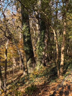 Inwood Hill Park by null