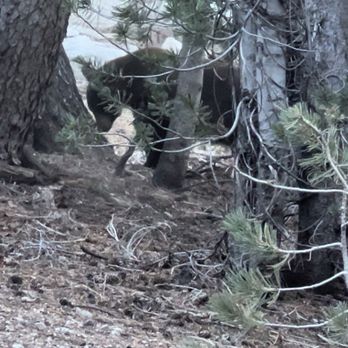 Woods Lodge - bear on crystal trail - Hotels Near Me - Mammoth Lakes, California Woods Lodge - bear on crystal trail - Hotels Near Me - Mammoth Lakes, California