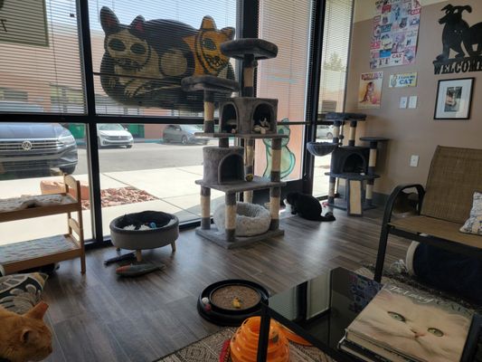 Rescued Treasures Cat Cafe by PALnv by null