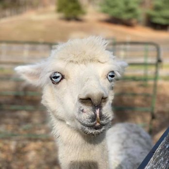 Lilymoore Alpaca Farm - Attraction Farms Near Me - Pleasant Valley, New York Lilymoore Alpaca Farm - Attraction Farms Near Me - Pleasant Valley, New York