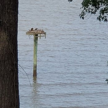 York River State Park - Pretty sure this is a pair of Osprey. - Parks Near Me - Williamsburg, Virginia
